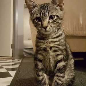 Please Help identify my new cat