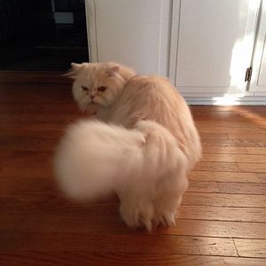 Fluffy tail