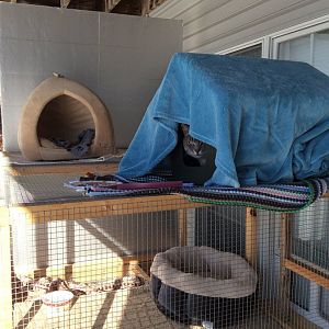 Henry, zero degrees and a heated cat house