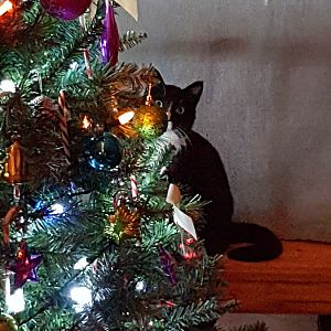 Peeking from behind the Christmas tree