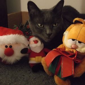 The Special Holiday-themed Picture Of The Month Contest!
