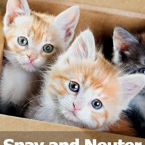Why You Should Spay and Neuter Your Cats