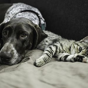 How to Safely Introduce a Cat and a Dog