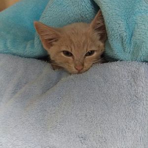 Lost my first Foster kitten