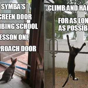 Symba's School For Kittens