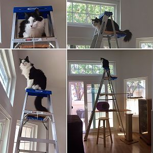 pictures of Cats enjoying their cat trees