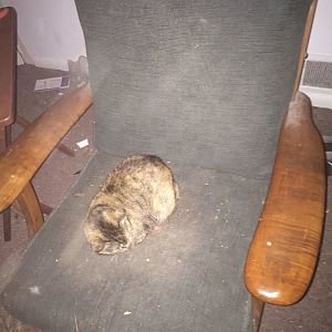 Cat resistant furniture