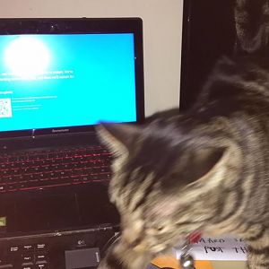 Cat causes computer to BSOD just by touching it