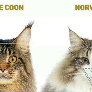 Maine coon mix?