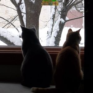 Love is in the air: January Picture Of The Month Photo Contest Submission Thread