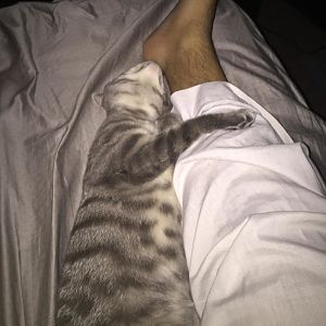 Does anyone have a cat that sleeps lays near your legs while you're sleeping?