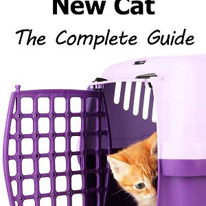 Bringing Home a New Cat - The Complete Guide
