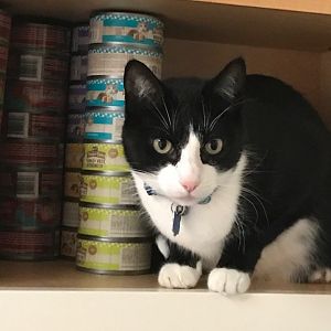Show Me Your Cat Food Storage Set Up: How Do You Store Cat Food?