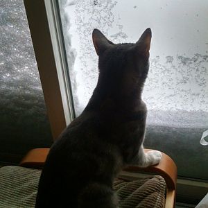 Does anyone else find their cats fascinated by snow fall?  Post snow related pictures!
