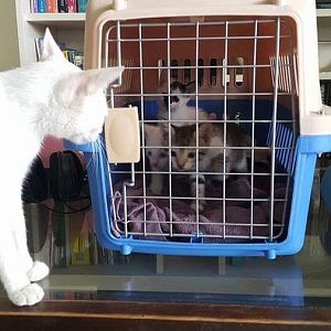 The First Year: Rescuing a Stray Cat Family