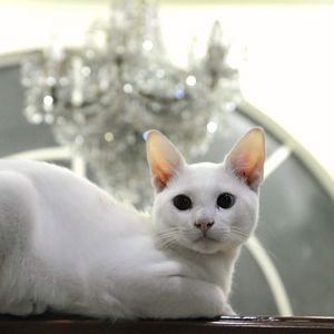 Stray Khao Manee look-alike? What breed do my cats resemble?