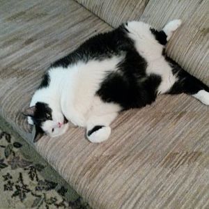Tuxedo Cat Photos