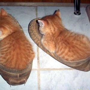 17 photos of shoe-obsessed cats that will make you laugh