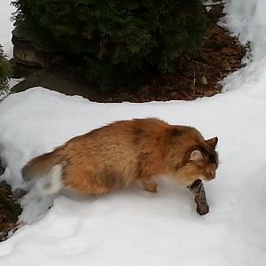 Does anyone else find their cats fascinated by snow fall?  Post snow related pictures!