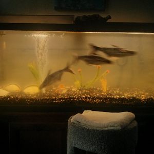 Tropical Fish Tanks & Filters