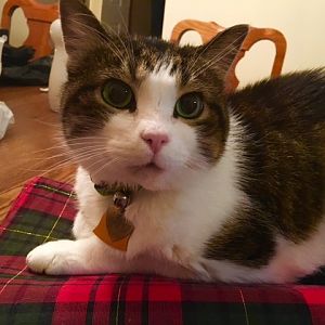 Foods For Fussy Cat With Cystitis/UTIs?