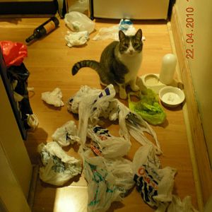 Why do cats like plastic bags?