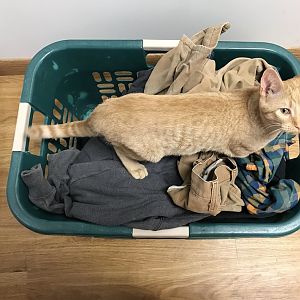 Cats in the laundry