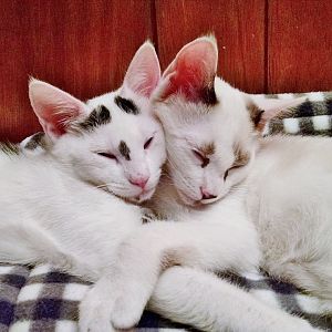 Cat couples