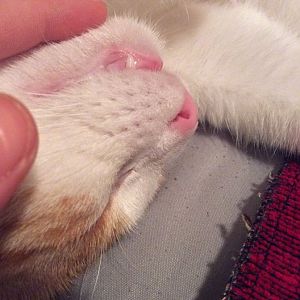 My cat s teeth are digging into His gums?