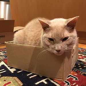 Cats and boxes anyone?
