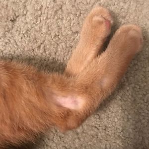 Bald spots on my cats legs