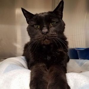 URGENT!!  PLEASE HELP THIS DEAR OLD KITTY!!!