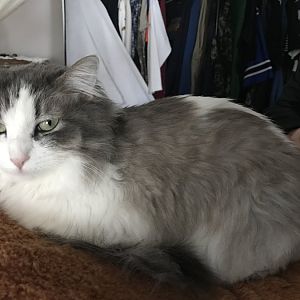 Post pictures of your precious Blue / Gray / Maltese cats here!