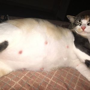 What to expect when my cat goes into labor?