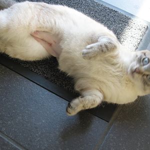 How did your cat recover from her spaying operation?