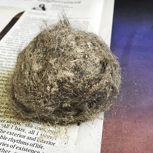 Post your hairball after you've done vacuuming the floor