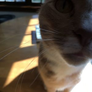 Post pictures of your cat's nose here!