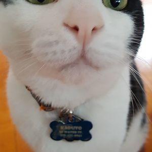 Post pictures of your cat's nose here!