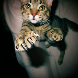 Please support the anti-declaw movement!