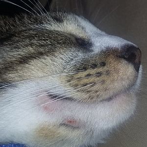 Cat acne or ringworm?