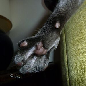 Is it NECESSARY to trim a cat's claws?