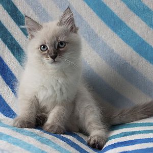 All white kittens to two colored cats?