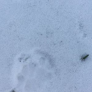 Paw print pics-kitty out in the cold?