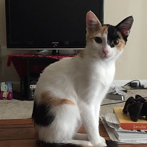 Calico with mostly white