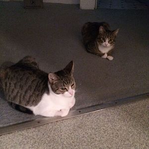 Skittish kitties - Link and Navi