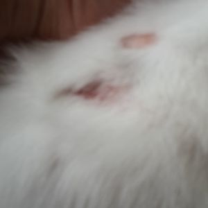My cat is prone to scratching, leading to hair loss and wound formation