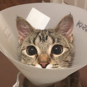 PLEASE HELP! Kitten incision after spay...