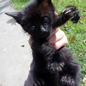 Urgent Help possibility abandoned kittens not sure what to do