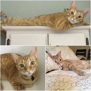 My cat is still missing after 3 weeks