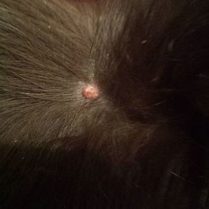 Pink bump on cat's back - tumor?